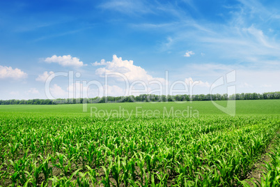 Bright corn field and blue sky