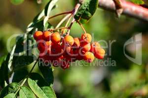 Rowan berries on a blurred background.