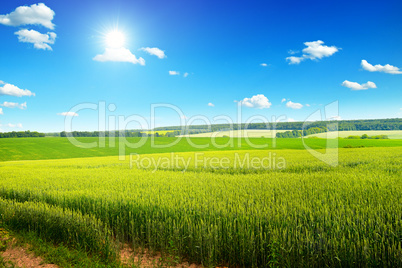 Beautiful sunset on wheat field