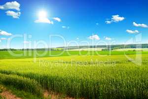 Beautiful sunset on wheat field