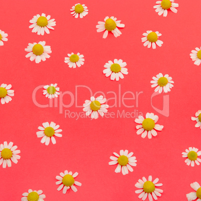 Composition of medical daisies on red background.