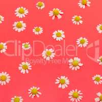 Composition of medical daisies on red background.