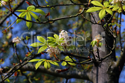 Kastanienblüte