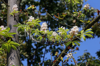 Kastanienblüte