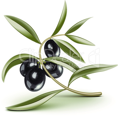 Transparent editable Black olives branch