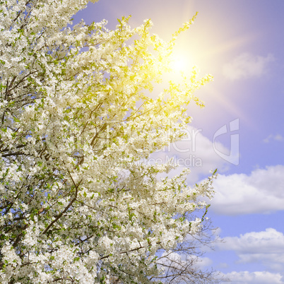 Beautifully blossoming tree branch. Cherry - Sakura and sun with