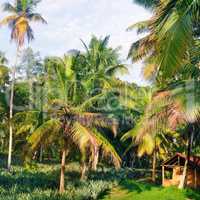 Tropical garden with coconut palms and a pineapple plantation.