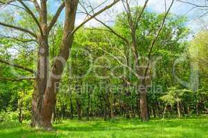 Forest in spring with green trees and bright day.