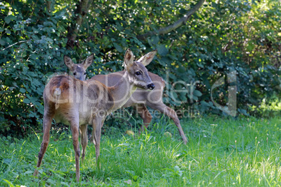 Zwei Rehe