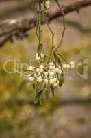 Mistletoe white berries - Viscum album