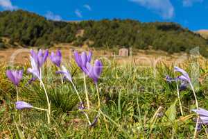 Nice flower in spring in a mountains in Andorra