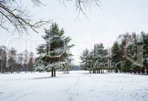 Winter fir trees