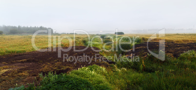 Foggy field landscape