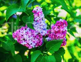 Lilac flowers and leaves