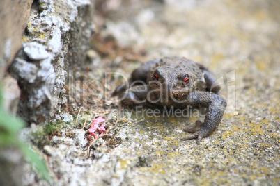 Toad on the rock
