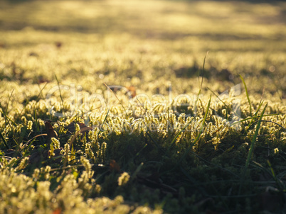 Moss in morning light