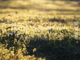 Moss in morning light