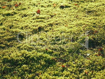 Natural background with moss