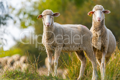 Two sheeps in the field