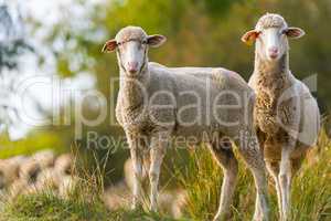 Two sheeps in the field