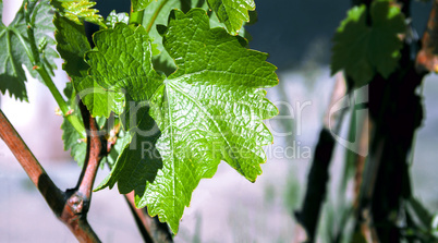 A branch of a vine bush