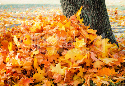 A pile of fallen leaves