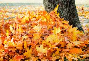 A pile of fallen leaves