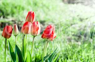 Several red tulips