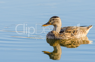 Female Anas platyrhynchos