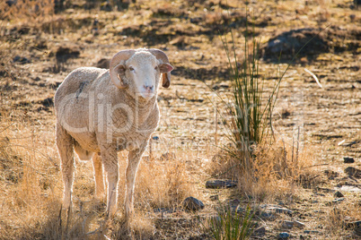 Goat in field on summer