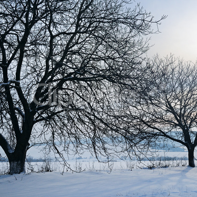 Winter landscape. Sunrise . Fields and trees in the snow.