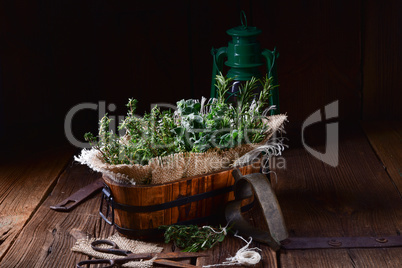 Herbal collection of: thyme,oregano, rosemary