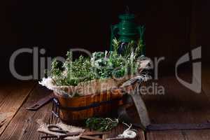 Herbal collection of: thyme,oregano, rosemary