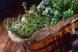 Herbal collection of: thyme,oregano, rosemary