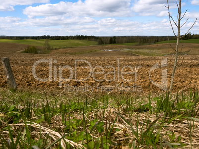 plowed field, green spruce and blue sky, the plowed field under the blue sky