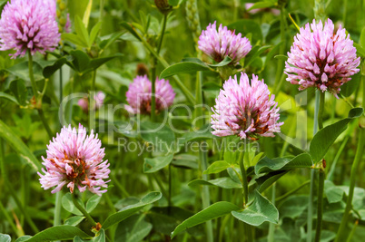 clover wild flower, pink clover summer flowering plant