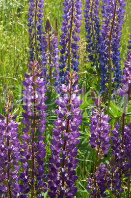 purple wildflowers lupines, lilac summer meadow flowers
