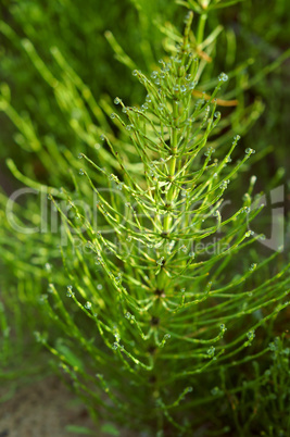 horsetail green grass with dewdrops, dew drops on a stalk of horsetail