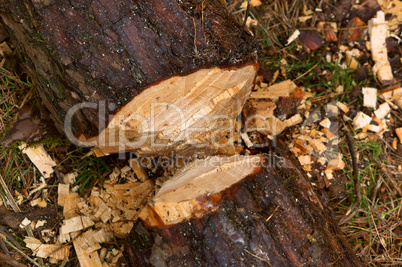 felled trees, deforestation, stumps of felled trees, felled tree trunk