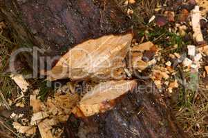 felled trees, deforestation, stumps of felled trees, felled tree trunk