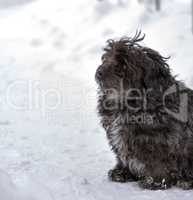black fluffy street dog sits on the snow