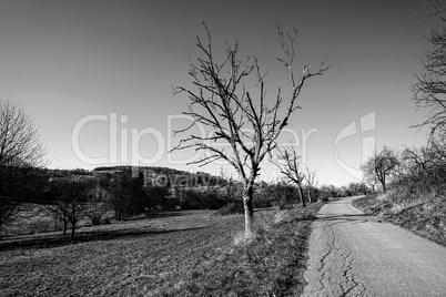 Landschaft mit kahlem Baum mit Weg in karger Landschaft