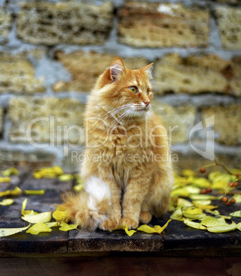 a red cat sitting on a wooden surface among yellow leaves