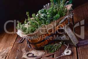 Herbal collection of: thyme,oregano, rosemary