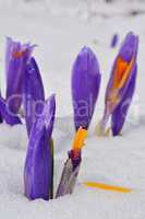 Burgeons of Crocus flower in melting snow