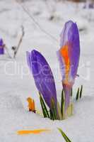 Damaged Crocus flower in melting snow