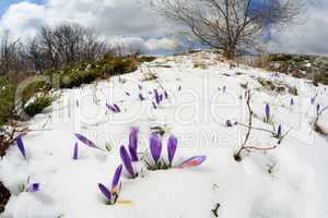 Saffron flowers and snowy fisheye landscape