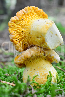 Arrangement of two Chanterelle mushrooms