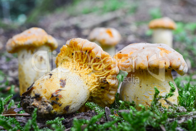 Group of Chanterelle mushrooms