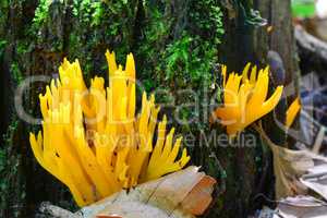 Calocera viscosa or Yellow Stagshorn mushrooms